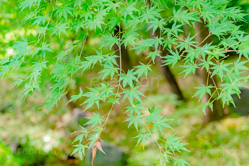 楓,かえで,カエデ,草木,自然,青々,緑,葉,公園,park,natural,leaf,フルサイズ撮影