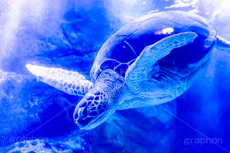 ウミガメ,海亀,亀,カメ,かめ,タートル,爬虫類,甲羅,水族館,アクアリウム,アクア,泳ぐ,水槽,aquarium,フルサイズ撮影