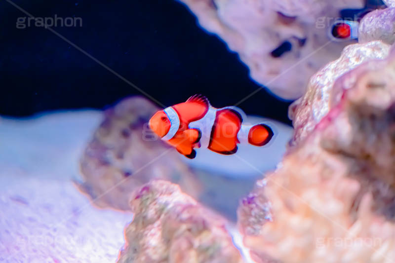 クマノミ,水族館,アクアリウム,アクア,魚,深海,クマノミ,水槽,シマ,隠れ,カクレクマノミ,くまのみ,フィッシュ,fish,aquarium,フルサイズ撮影
