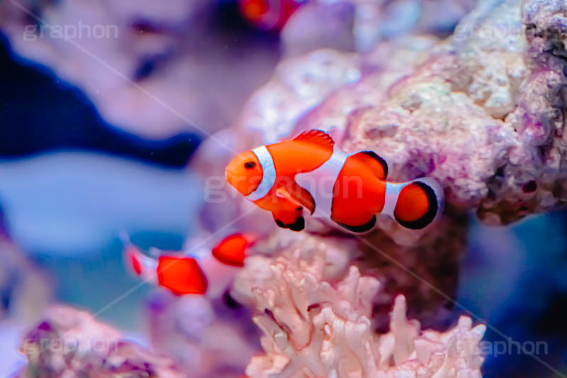 クマノミ,水族館,アクアリウム,アクア,魚,深海,クマノミ,水槽,シマ,隠れ,カクレクマノミ,くまのみ,フィッシュ,fish,aquarium,フルサイズ撮影