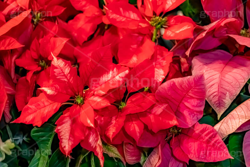 ポインセチア,クリスマスの花,デコレーション,飾り,オーナメント,真っ赤,冬,イベント,行事,花,花屋,フラワー,flower,winter,Christmas,フルサイズ撮影