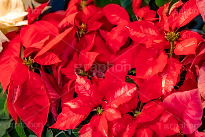 ポインセチア,クリスマスの花,デコレーション,飾り,オーナメント,真っ赤,冬,イベント,行事,花,花屋,フラワー,flower,winter,Christmas,フルサイズ撮影