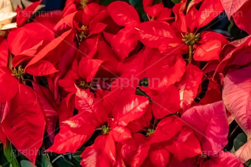 ポインセチア,クリスマスの花,デコレーション,飾り,オーナメント,真っ赤,冬,イベント,行事,花,花屋,フラワー,flower,winter,Christmas,フルサイズ撮影