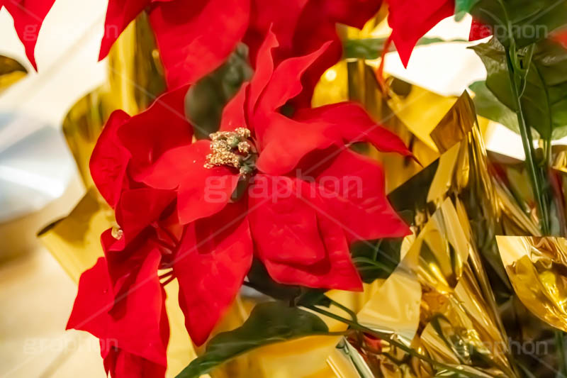 ポインセチア,クリスマスの花,デコレーション,飾り,オーナメント,真っ赤,冬,イベント,行事,花,造花,フラワー,flower,winter,Christmas,フルサイズ撮影