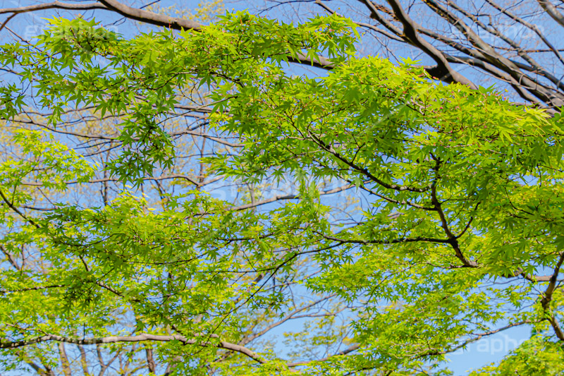 楓,かえで,カエデ,草木,自然,青々,緑,葉,公園,park,natural,leaf,フルサイズ撮影