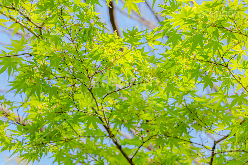 楓,かえで,カエデ,草木,自然,青々,緑,葉,公園,park,natural,leaf,フルサイズ撮影