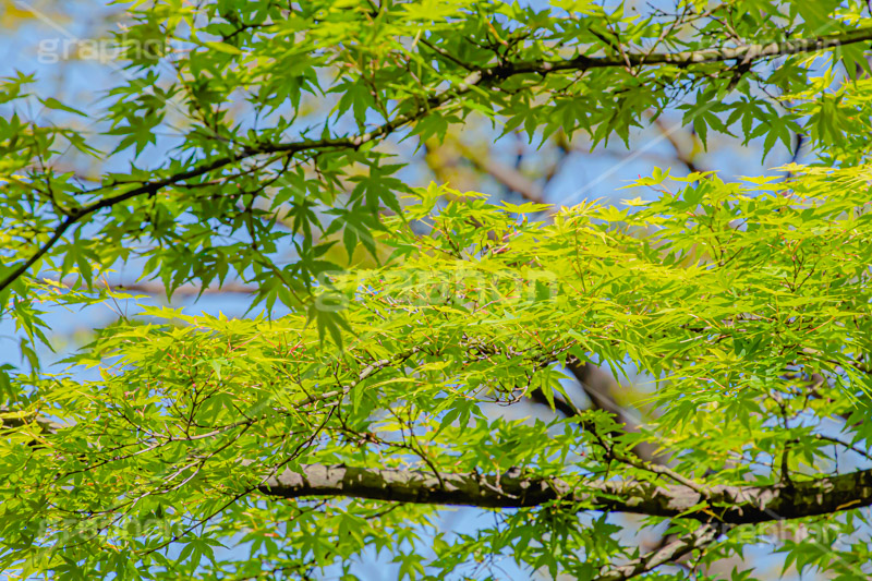 楓,かえで,カエデ,草木,自然,青々,緑,葉,公園,park,natural,leaf,フルサイズ撮影