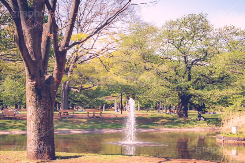 代々木公園,代々木,公園,渋谷,原宿,渋谷区,自然,草木,憩い,池,噴水,park,tokyo