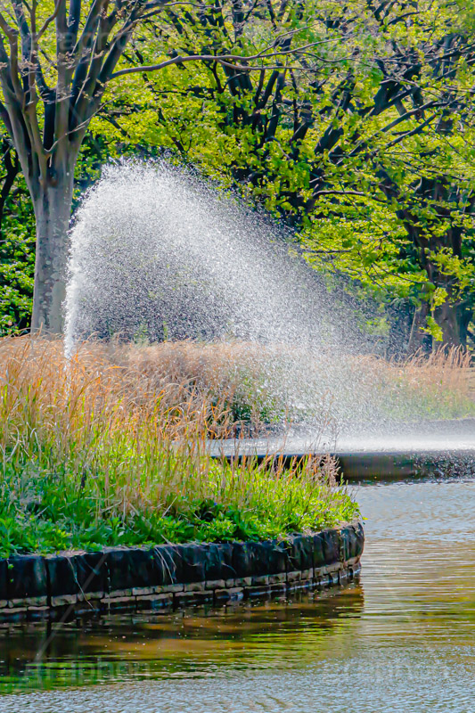 代々木公園,代々木,公園,渋谷,原宿,渋谷区,自然,草木,憩い,池,噴水,park,tokyo