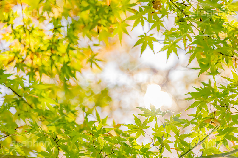 秋の気配,楓,かえで,秋,紅葉,葉,葉っぱ,色づく,自然,和風,柔らか,ナチュラル,フレーム,frame,autumn,leaf,natural,フルサイズ撮影