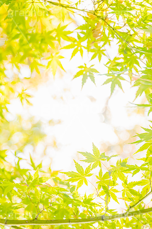 秋の気配,楓,かえで,秋,紅葉,葉,葉っぱ,色づく,自然,和風,柔らか,ナチュラル,フレーム,frame,autumn,leaf,natural,フルサイズ撮影