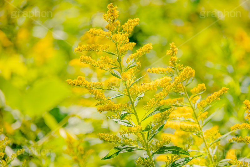 セイタカアワダチソウ,花,フラワー,秋,帰化植物,外来種,黄色,flower,autumn,フルサイズ撮影