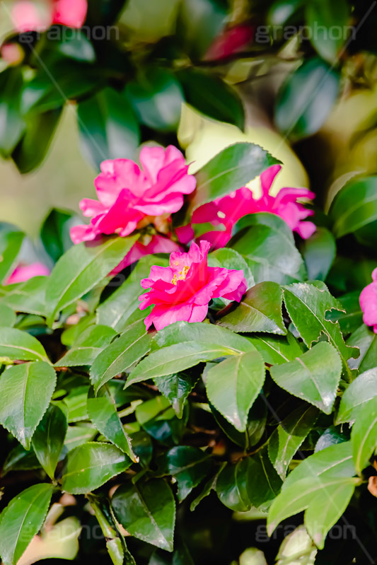 サザンカ,山茶花,茶梅,ツバキ科,常緑広葉樹,花,フラワー,秋,flower,autumn,フルサイズ撮影