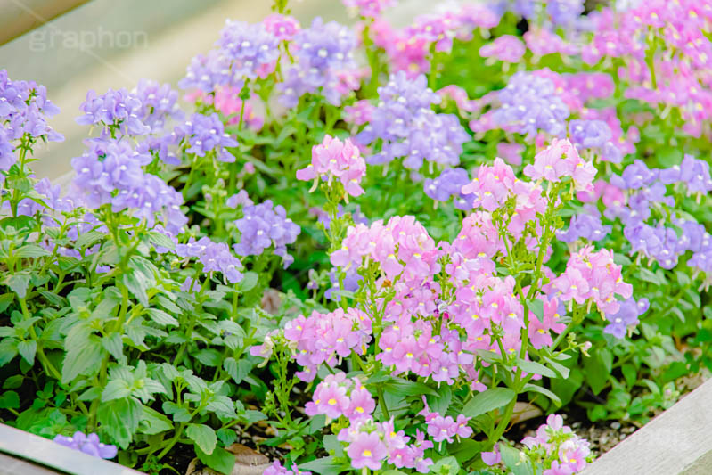 花壇,花畑,花,お花,フラワー,はな,咲,春,花弁,綺麗,きれい,キレイ,ゼラニウム,flower,フルサイズ撮影