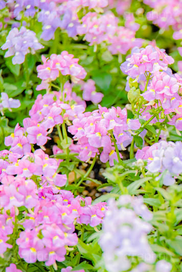 花壇,花畑,花,お花,フラワー,はな,咲,春,花弁,綺麗,きれい,キレイ,ゼラニウム,flower,フルサイズ撮影