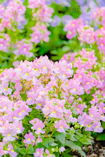 花壇,花畑,花,お花,フラワー,はな,咲,春,花弁,綺麗,きれい,キレイ,ゼラニウム,flower,フルサイズ撮影