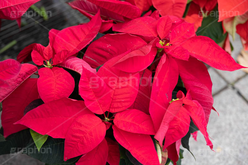 ポインセチア,クリスマスの花,デコレーション,飾り,オーナメント,真っ赤,冬,イベント,行事,花,花屋,フラワー,flower,winter,Christmas,フルサイズ撮影