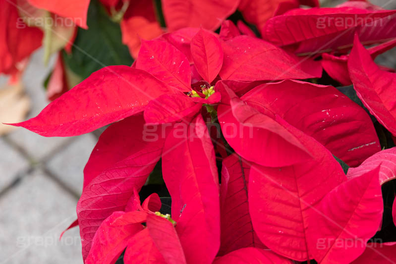 ポインセチア,クリスマスの花,デコレーション,飾り,オーナメント,真っ赤,冬,イベント,行事,花,花屋,フラワー,flower,winter,Christmas,フルサイズ撮影