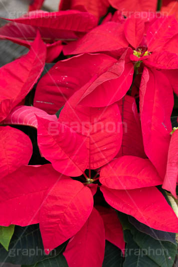 ポインセチア,クリスマスの花,デコレーション,飾り,オーナメント,真っ赤,冬,イベント,行事,花,花屋,フラワー,flower,winter,Christmas,フルサイズ撮影