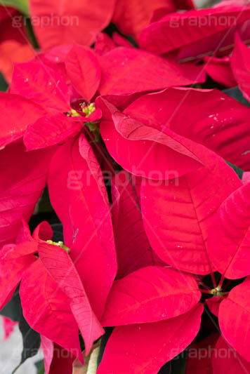 ポインセチア,クリスマスの花,デコレーション,飾り,オーナメント,真っ赤,冬,イベント,行事,花,花屋,フラワー,flower,winter,Christmas,フルサイズ撮影
