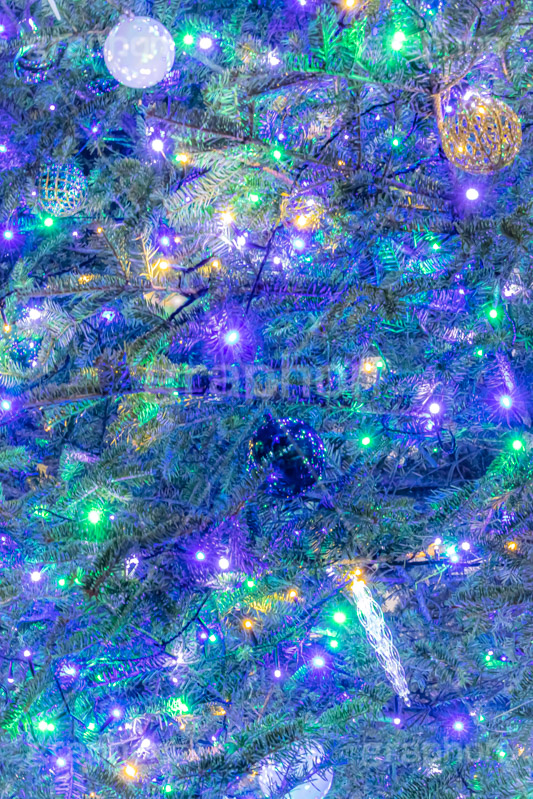 光り輝くクリスマスツリー,クリスマスツリー,イルミネーション,イルミ,電飾,電球,発光ダイオード,冬,キラキラ,綺麗,きれい,キレイ,煌,輝,デート,クリスマス,飾り,デコレーション,イベント,モミの木,もみの木,オーナメント,ボール,illumination,tree,LED,CHRISTMAS,Xmas,ornament,フルサイズ撮影