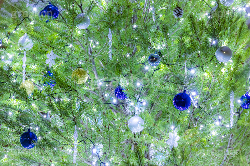光り輝くクリスマスツリー,クリスマスツリー,イルミネーション,イルミ,電飾,電球,発光ダイオード,冬,キラキラ,綺麗,きれい,キレイ,煌,輝,デート,クリスマス,飾り,デコレーション,イベント,モミの木,もみの木,オーナメント,ボール,illumination,tree,LED,CHRISTMAS,Xmas,ornament,フルサイズ撮影