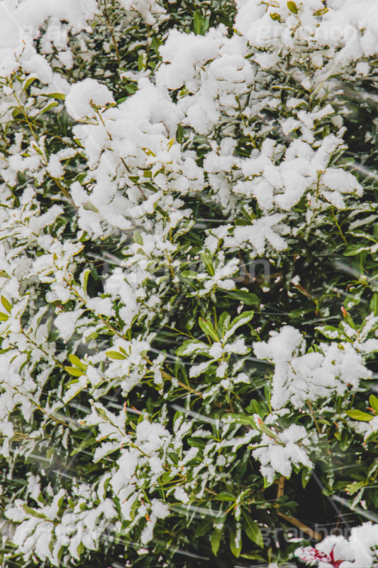 木々に積もる雪,雪,ゆき,積,木々,冬,降る,積雪,snow,winter,フルサイズ撮影