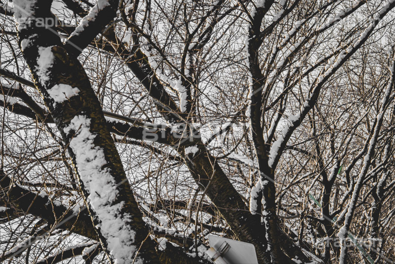 木々に積もる雪,雪,ゆき,積,木々,枯れ木,冬,降る,積雪,snow,winter,フルサイズ撮影