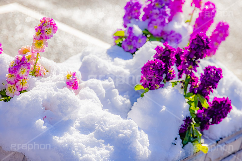 花壇に積もる雪,花壇,花,フラワー,雪解け,解け,溶ける,雪,ゆき,積,冬,積雪,snow,winter,flower,フルサイズ撮影