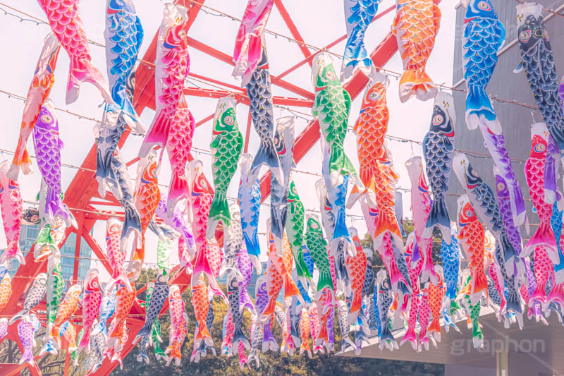 東京タワーと鯉のぼり,こいのぼり,鯉のぼり,5月5日,端午,節句,こどもの日,子供の日,こども,子供,東京タワー,とうきょうタワー,港区,和,文化,風習,行事,なびく,Tokyo Tower,event,kids,japan