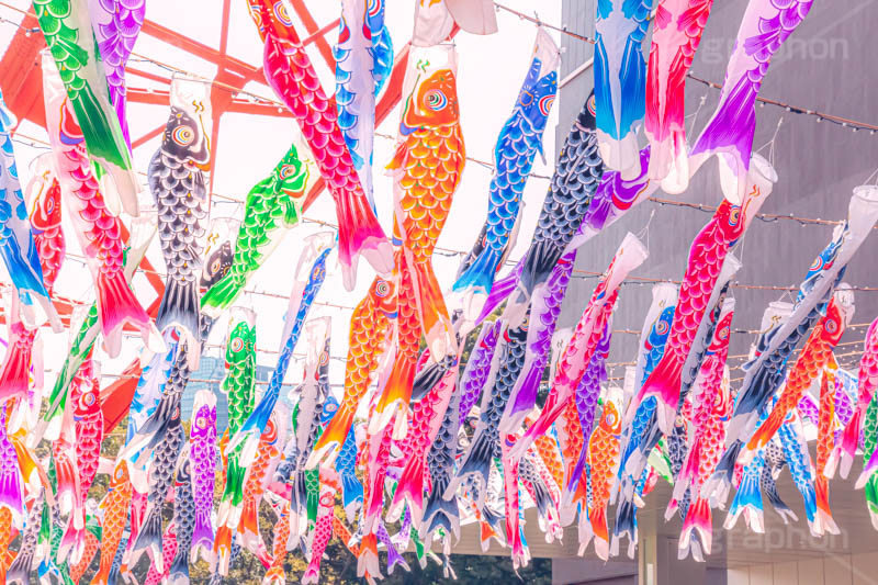 東京タワーと鯉のぼり,こいのぼり,鯉のぼり,5月5日,端午,節句,こどもの日,子供の日,こども,子供,東京タワー,とうきょうタワー,港区,和,文化,風習,行事,なびく,Tokyo Tower,event,kids,japan