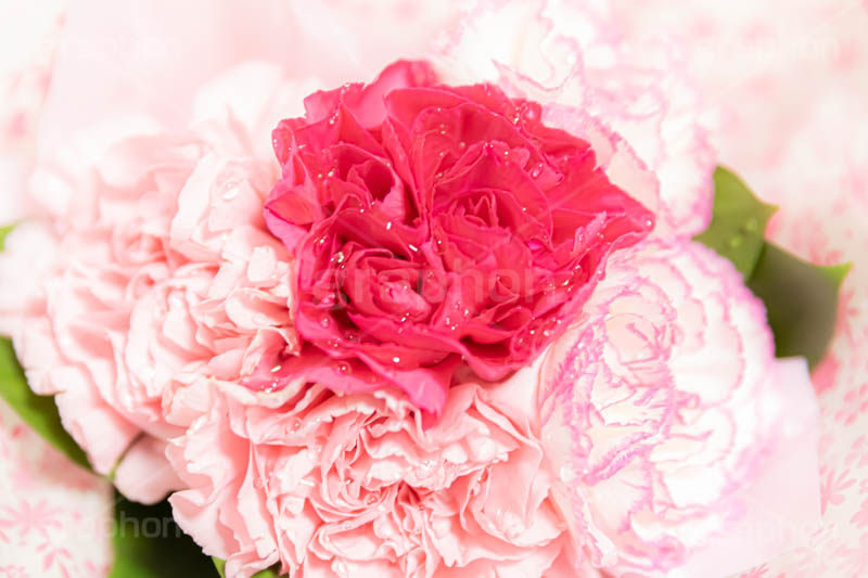 水滴の付いたカーネーション,カーネーションの花束,花束,贈り物,カーネーション,水滴,母の日,ナデシコ科,ナデシコ属,花,お花,春,フラワー,プレゼント,ありがとう,感謝,お礼,母,お母さん,生花,spring,flower,carnation,present,mother's day,フルサイズ撮影