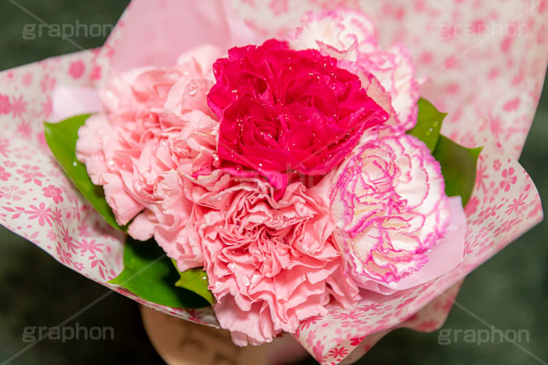 水滴の付いたカーネーション,カーネーションの花束,花束,贈り物,カーネーション,水滴,母の日,ナデシコ科,ナデシコ属,花,お花,春,フラワー,プレゼント,ありがとう,感謝,お礼,母,お母さん,生花,spring,flower,carnation,present,mother's day,フルサイズ撮影