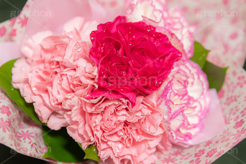 水滴の付いたカーネーション,カーネーションの花束,花束,贈り物,カーネーション,水滴,母の日,ナデシコ科,ナデシコ属,花,お花,春,フラワー,プレゼント,ありがとう,感謝,お礼,母,お母さん,生花,spring,flower,carnation,present,mother's day,フルサイズ撮影