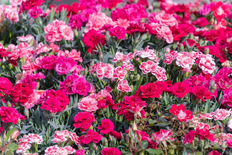 カーネーションの花畑,花畑,カーネーション,母の日,ナデシコ科,ナデシコ属,花,お花,春,フラワー,プレゼント,ありがとう,感謝,お礼,母,お母さん,生花,spring,flower,carnation,present,mother's day