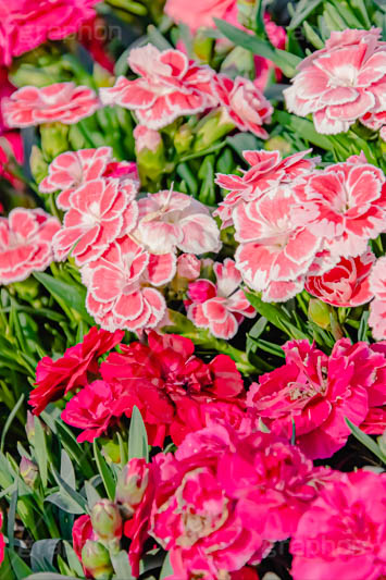 カーネーションの花畑,花畑,カーネーション,母の日,ナデシコ科,ナデシコ属,花,お花,春,フラワー,プレゼント,ありがとう,感謝,お礼,母,お母さん,生花,spring,flower,carnation,present,mother's day