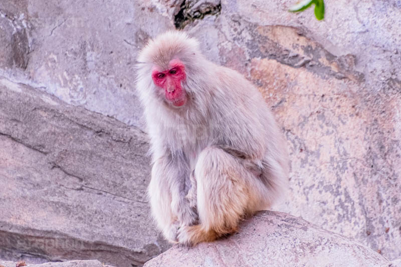 眠気,猿山の猿,猿,さる,サル,動物,どうぶつ,動物園,アニマル,猿山,モンキー,干支,申,食後,寝不足,animal,zoo,monkey