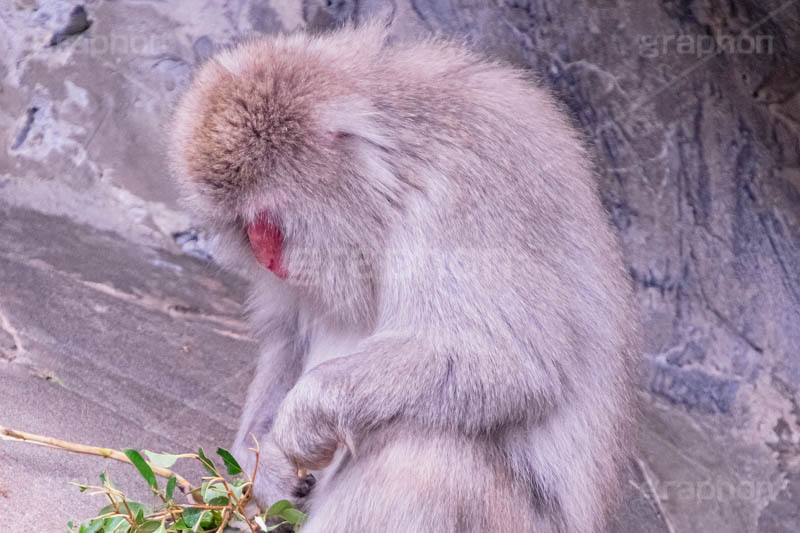 眠気,猿山の猿,猿,さる,サル,動物,どうぶつ,動物園,アニマル,猿山,モンキー,干支,申,食後,寝不足,animal,zoo,monkey