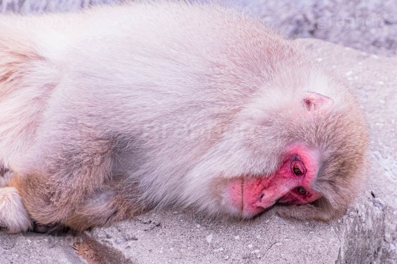 眠気,猿山の猿,猿,さる,サル,動物,どうぶつ,動物園,アニマル,猿山,モンキー,干支,申,食後,寝不足,落ち込む,落胆,animal,zoo,monkey