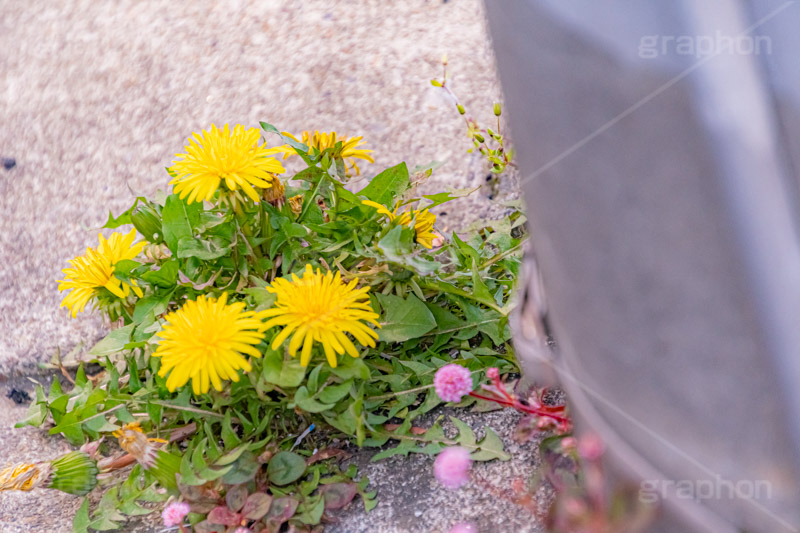 生命力,道端,たんぽぽ,タンポポ,アスファルト,電柱,花,お花,花びら,フラワー,野花,雑草,春,キク科,多年草,フヂナ,タナ,flower,spring