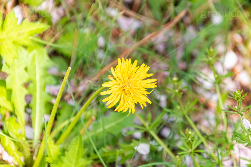 桜の花びらとタンポポ,たんぽぽ,タンポポ,花,お花,花びら,フラワー,野花,雑草,春,キク科,多年草,フヂナ,タナ,flower,spring