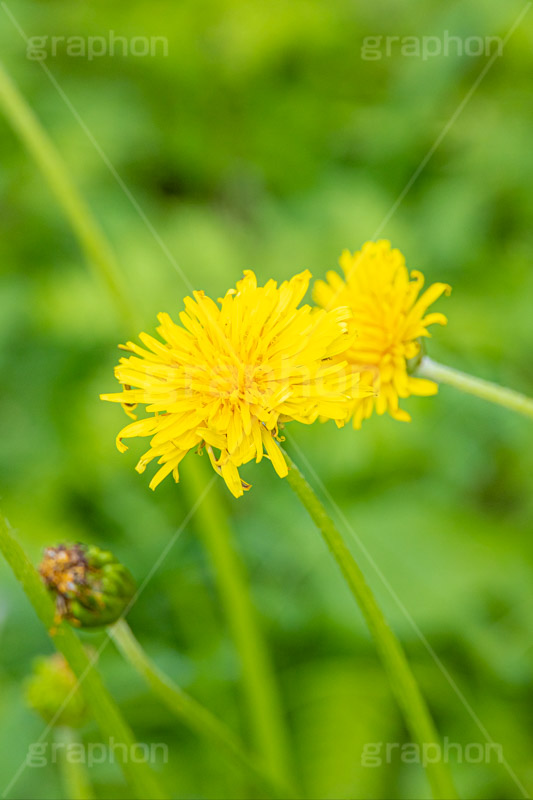 タンポポ,たんぽぽ,花,お花,花びら,フラワー,野花,雑草,春,キク科,多年草,フヂナ,タナ,flower,spring,フルサイズ撮影