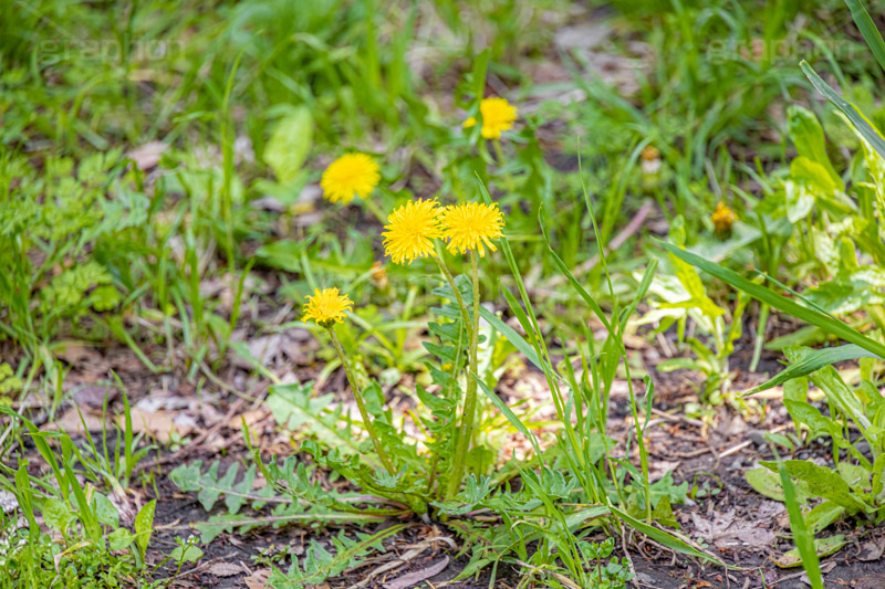 野に咲くタンポポ,タンポポ,たんぽぽ,花,お花,花びら,フラワー,野花,雑草,春,キク科,多年草,フヂナ,タナ,地面,生命力,flower,spring,フルサイズ撮影