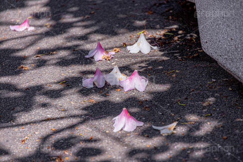 春の終わり,散る,枯れる,落ちる,ツツジ,花,お花,フラワー,はな,サツキ,シャクナゲ,ツツジ科,咲,春,花弁,花びら,ピンク,寂しい,哀愁,flower,spring,フルサイズ撮影