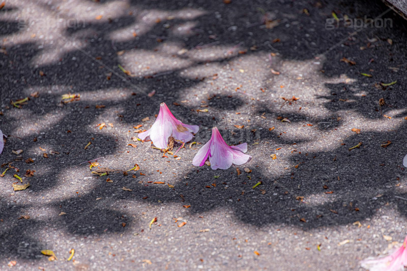 春の終わり,散る,枯れる,落ちる,ツツジ,花,お花,フラワー,はな,サツキ,シャクナゲ,ツツジ科,咲,春,花弁,花びら,ピンク,寂しい,哀愁,flower,spring,フルサイズ撮影