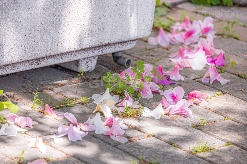 春の終わり,散る,枯れる,落ちる,ツツジ,花,お花,フラワー,はな,サツキ,シャクナゲ,ツツジ科,咲,春,花弁,花びら,ピンク,寂しい,哀愁,flower,spring,フルサイズ撮影