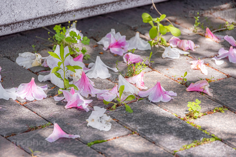 春の終わり,散る,枯れる,落ちる,ツツジ,花,お花,フラワー,はな,サツキ,シャクナゲ,ツツジ科,咲,春,花弁,花びら,ピンク,寂しい,哀愁,flower,spring,フルサイズ撮影