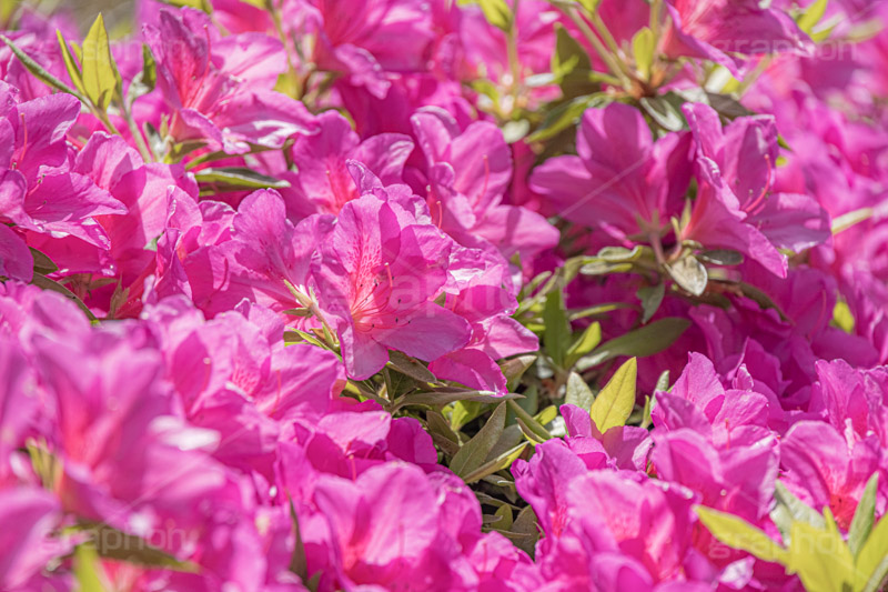 満開のツツジ,ツツジ,花,お花,フラワー,はな,サツキ,シャクナゲ,ツツジ科,咲,春,花弁,綺麗,きれい,キレイ,ピンク,満開,flower,spring,フルサイズ撮影
