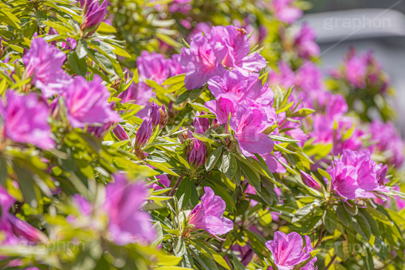 満開のツツジ,ツツジ,花,お花,フラワー,はな,サツキ,シャクナゲ,ツツジ科,咲,春,花弁,綺麗,きれい,キレイ,ピンク,満開,flower,spring,フルサイズ撮影