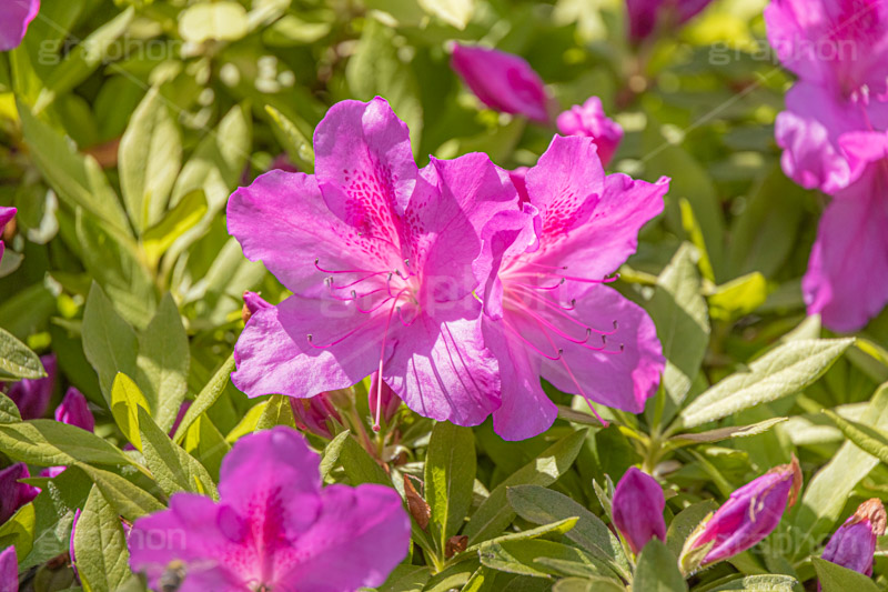 満開のツツジ,ツツジ,花,お花,フラワー,はな,サツキ,シャクナゲ,ツツジ科,咲,春,花弁,綺麗,きれい,キレイ,ピンク,満開,flower,spring,フルサイズ撮影